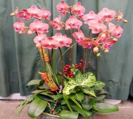 “3种花”哪怕最美，大家也不要随便养，高手都很难养好它们