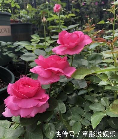 元素|月季花越开花越小做好“两件事”,花大色艳,天天开花不间断