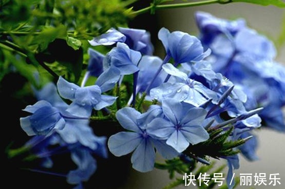 花大色|特别容易爆盆的植物,家养一盆花期长,花苞突突冒,花大色艳