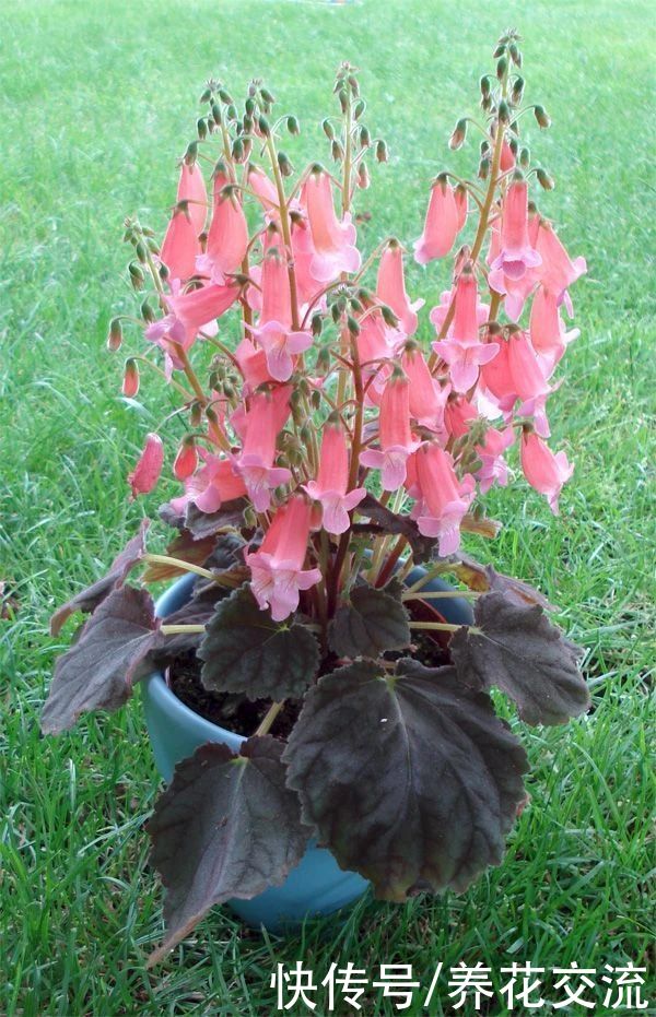  植物|耐阴室内开花植物“大家族”，低光照可开花，植株小巧，适合新手