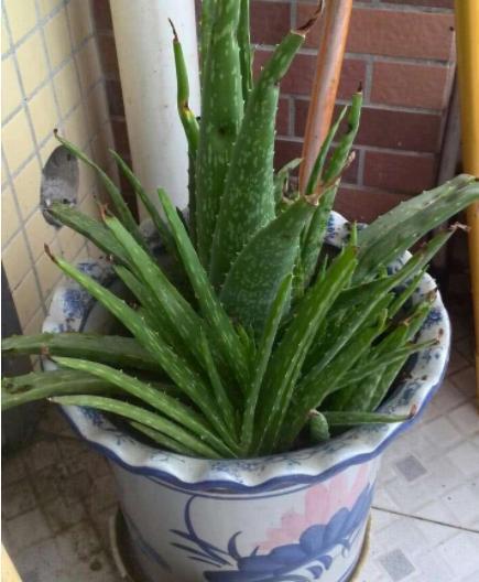 芦荟黄叶还烂根，大多浇水没浇对，四季这样浇水，反而长得更好