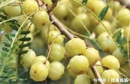 多糖果酸|女人最好的零食,不想老太快,冬天多吃,补血养颜,纤体瘦身