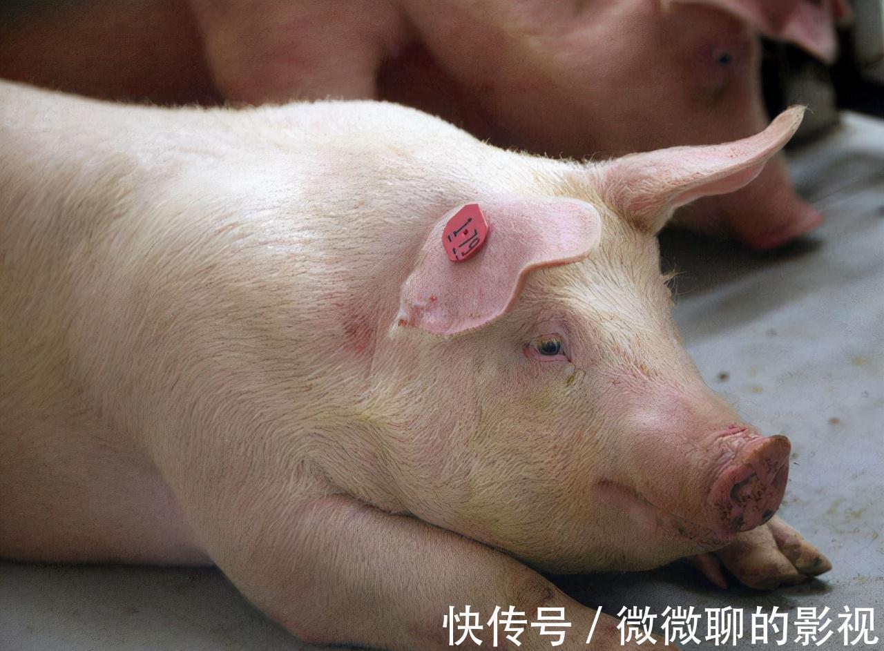 淋巴结|猪身上的5个部位,医生建议少吃,大肠排最后,榜首你喜欢吃吗?