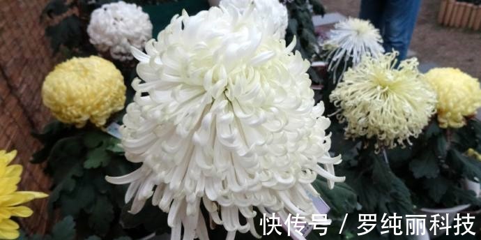 喜欢菊花,不如养盆优良名菊“白云叠翠”似白云飘荡,清风高节!