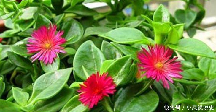 4种女神花,名字好听花更美,花色繁多易爆盆,娇艳欲滴