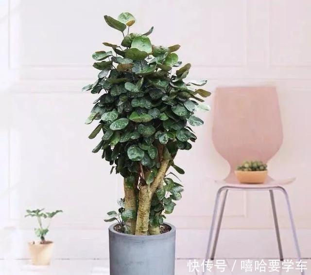 适合过年购买的8种招财植物,好看又吉祥!