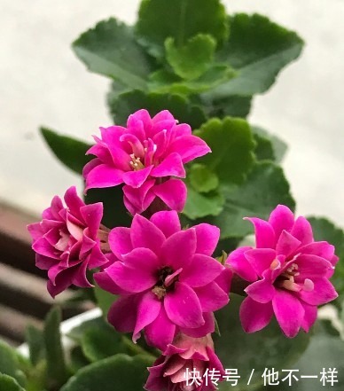 花朵|新手养长寿花，“它”是关键，做好了花朵爆满盆！