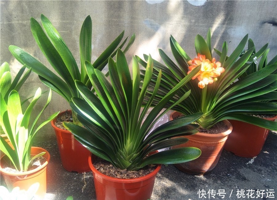 生命|君子兰六年了第一次开花,还夹箭了,是否意味着生命结束了?