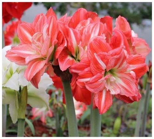 4月10日，家里养上5种招财花，花朵美轮美奂，你一定会喜欢！