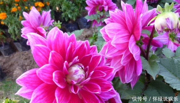 新手|新手养花,就养比太阳花美,比月季好养的花卉!