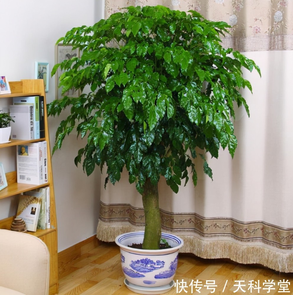 5种漂亮花,耐阴好养又大气,寓意美好还旺人,专为北阳台而生