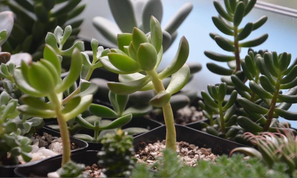 多肉徒长太难看,别急,1分种教你变“群生”和“老桩”!