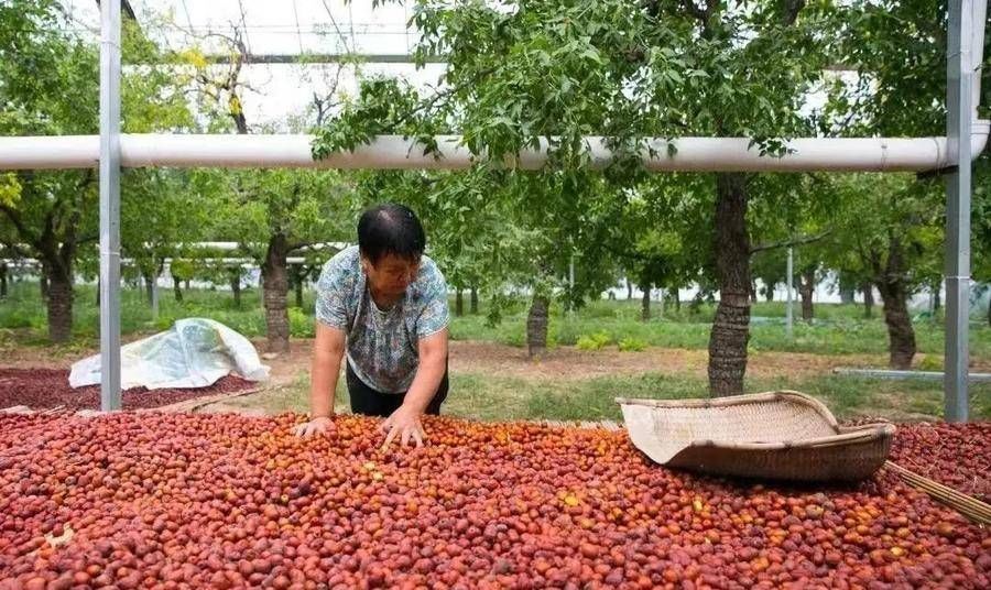 乐陵小枣|乐陵小枣入选100个“好客山东网红好物”