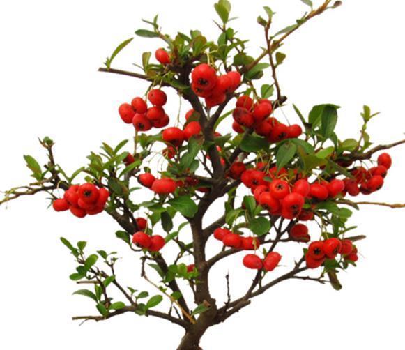 三种居家观果盆景,春夏观花,秋冬观果,喜庆漂亮还好养