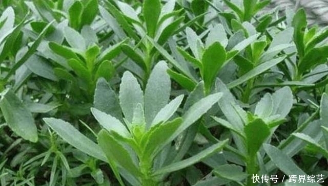 荠菜|农村这几种野菜味道鲜美可口,城里人想吃都买不到!