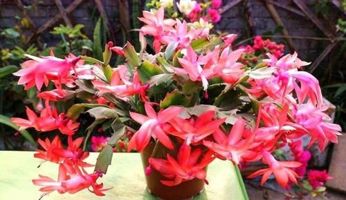 5种花，就得小盆养，花盆越小，长得越旺