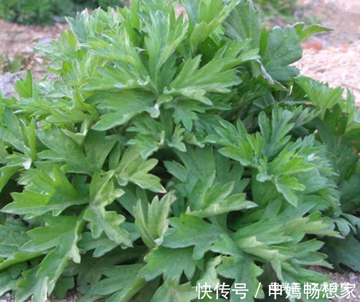 辟邪|农村到处都有的一种草，挖回去做盆栽，人人都喜欢