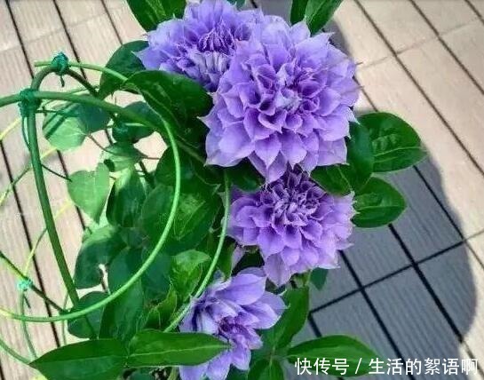 奶奶家的小院,养了2棵花,三年之后,朋友都专门去欣赏,太好看!