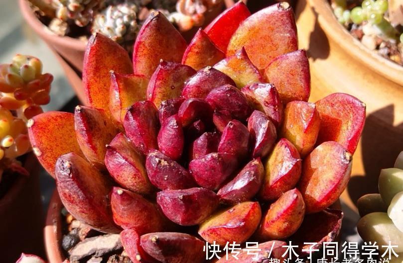 肉友|养多肉想要做到以“肉”养“肉”?以前还可以,现在基本上很难了