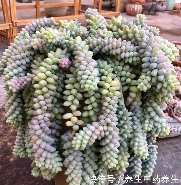 玉缀太疯狂了,短短几年从一颗小苗,长出“瀑布”状态,不容易!