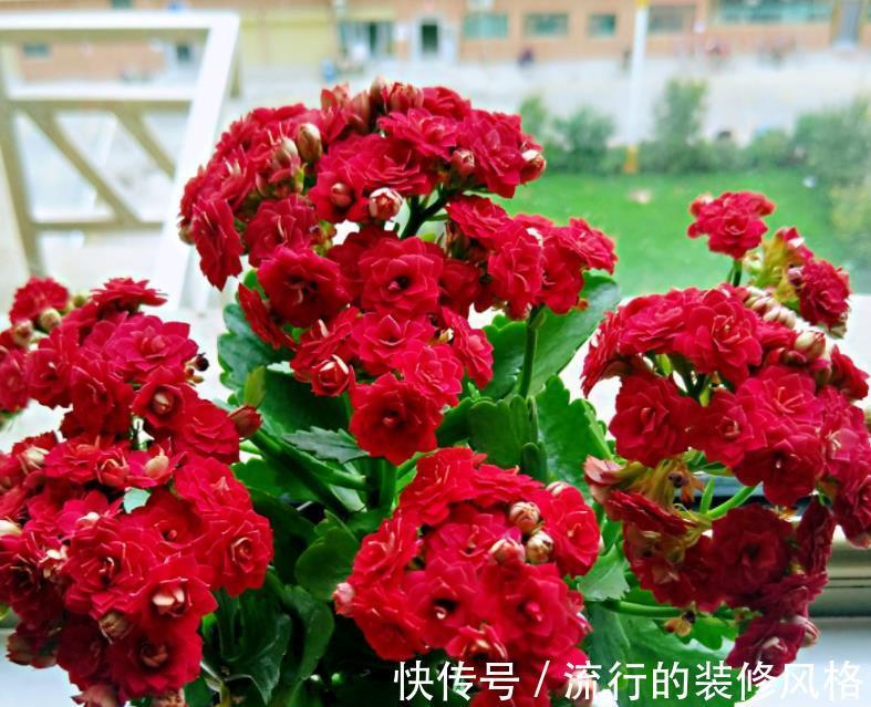 水溶肥|天热养长寿花，盆栽慎重这4点，不黑腐不化水，9月呼呼开花