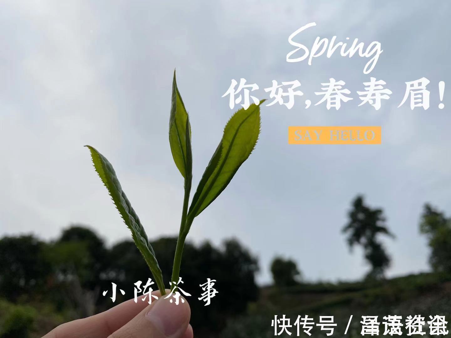 白毫银针@白茶圈令人迷惑的操作，有人心急想“买早”，有人淡定想“买老”