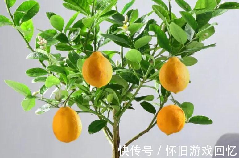 哇塞，6种便宜花，动手一剪变盆景，价格立马翻一倍