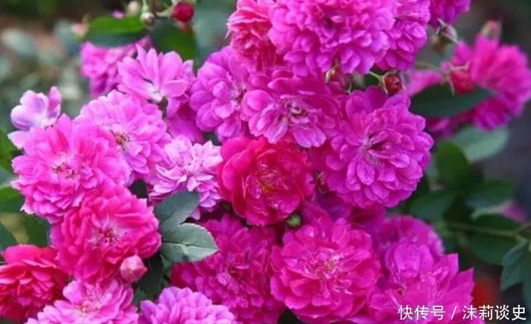 二乔牡丹|4种花开花吉祥又喜庆,花朵漂亮,家里养一盆四季有花赏