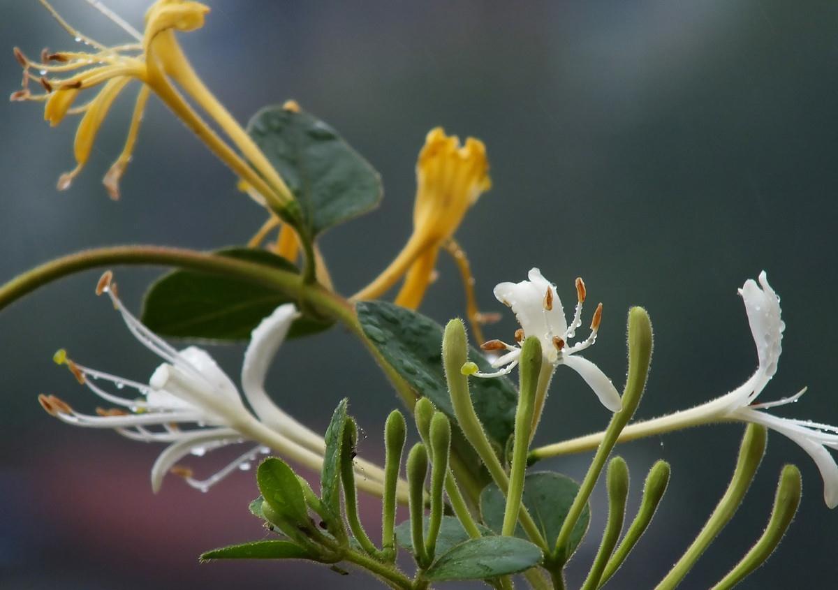 养护|植物也可成为传家宝,这6种高价值植物,你值得拥有