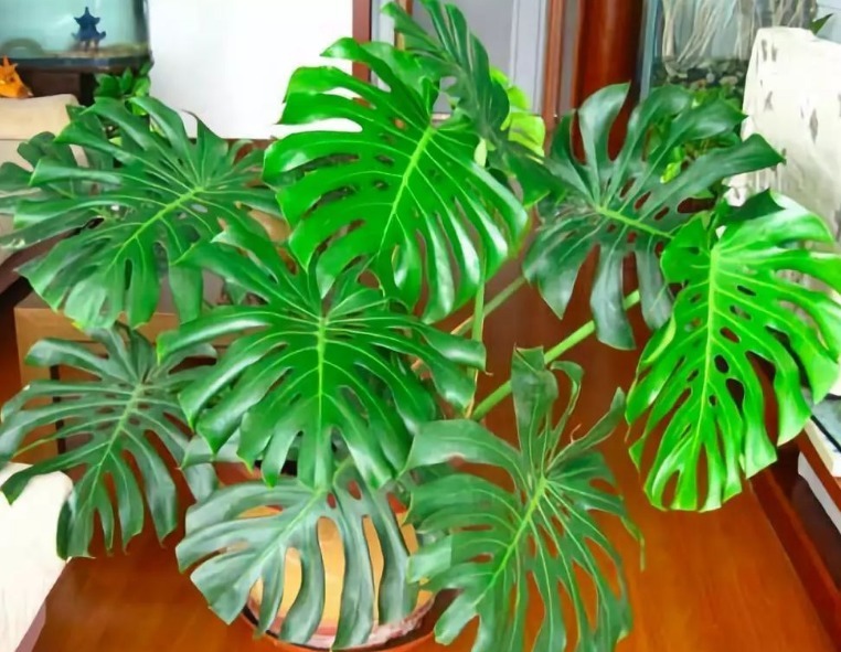 安置|养花人不可不知的知识盆栽此3款绿植,旺家旺人