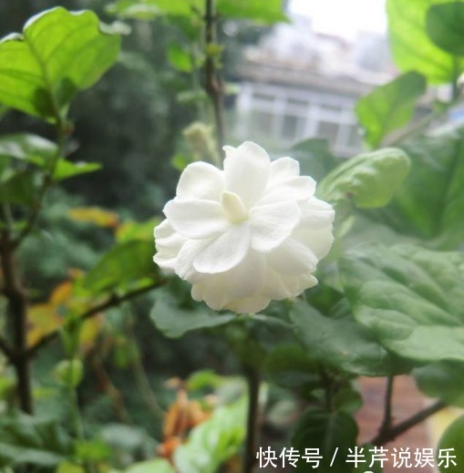 茉莉|邻居养了一株笔尖茉莉，香味蹿进了左邻右舍，太好闻了！