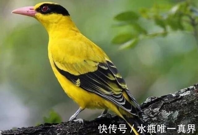 孤篇#有些诗人只有一首诗流传下来,这些诗人中最著名的是哪10位?