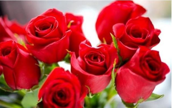 喜欢菊花，就养盆“玫瑰精品”卡罗拉，花开红艳似火，美艳优雅