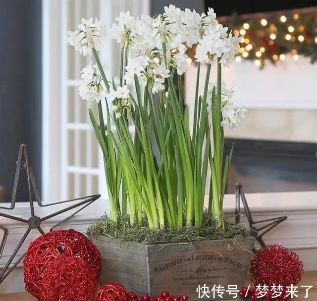 冬天家里气味难闻？就养这4种香味花，花香怡人，好看又好闻！