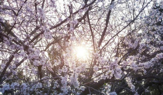 倾诉|晚年的刘禹锡洗尽铅华,写下一首诗送给白居易,倾诉了人生的无奈