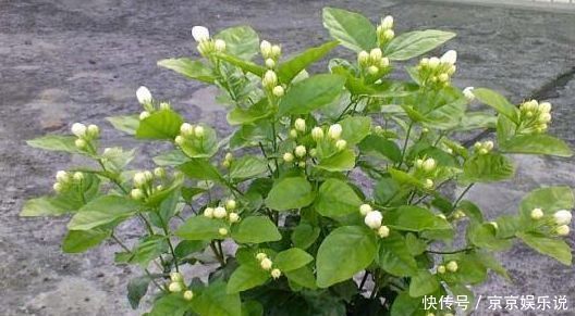 茉莉花要狠下心修剪,花才能越开越大不要舍不得