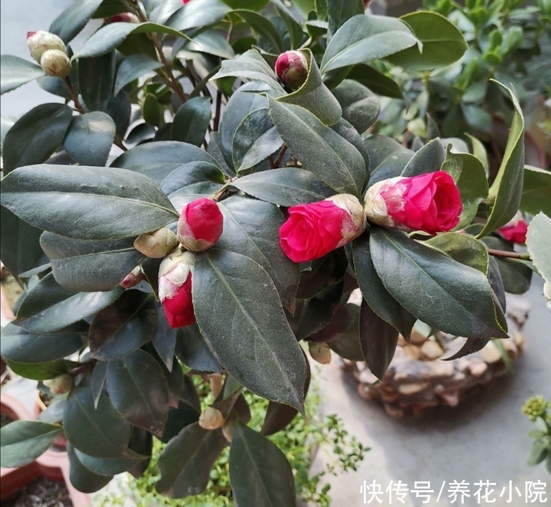 茶花|家里养2种花，6月以后切记别修剪，不然没花看