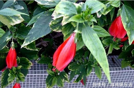 盆栽|以下这种花,盆栽简单好养,花期全年蹭蹭长,超乎想象