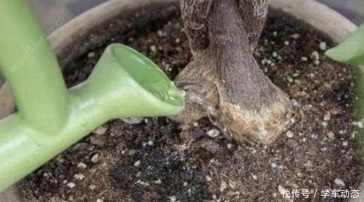 3类种子得捡回家,冬天将它扔水里,呼呼长成漂亮的绿植盆栽!