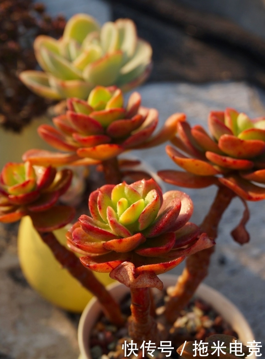 春天，去天台赏肉