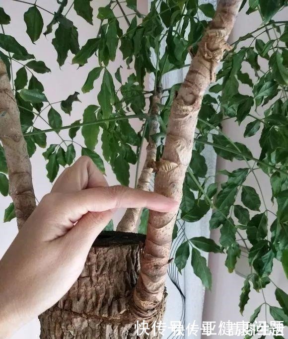 通风度|幸福的家里,就该养盆“幸福树”,四季常青,9月开出幸福花!