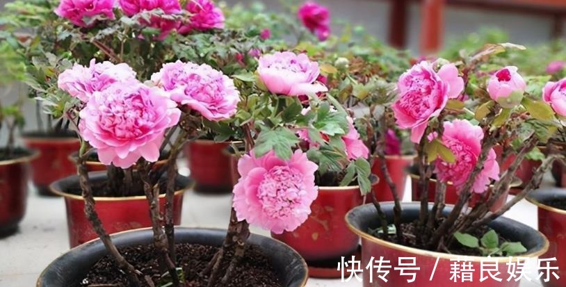 腐叶土|该怎么调配土壤?摸清这3种介质的特性,养花不愁土质不适合