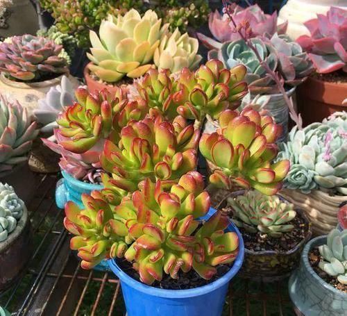 养了20年的玉树，杆子比大腿还粗，满树白花跟下雪了一样