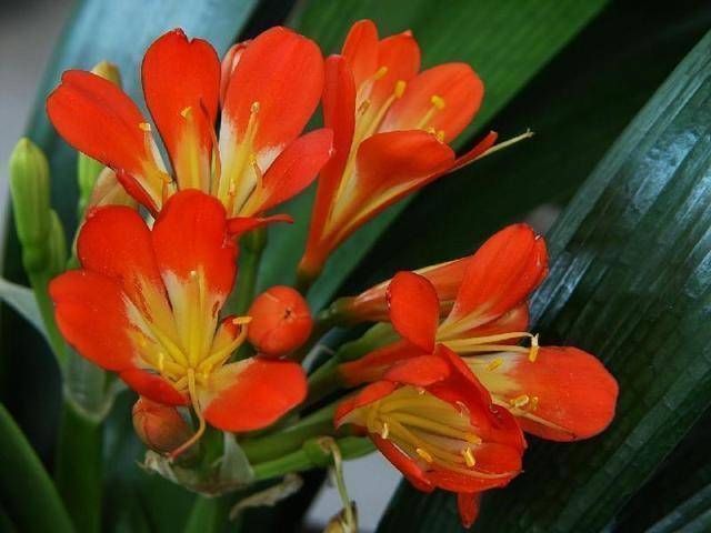 休眠期|君子兰“夹箭”怎么办叶片“扒拉扒拉”，来点肥蹿得高开花红艳