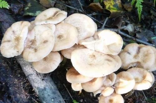 稳定|藏在身边的天然“吸糖王”,每天坚持吃,或稳定血糖不上升!