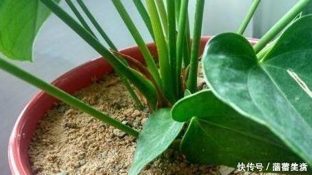 飞虫|花盆满是小飞虫？不是大事，花盆撒把它，小虫死翘翘