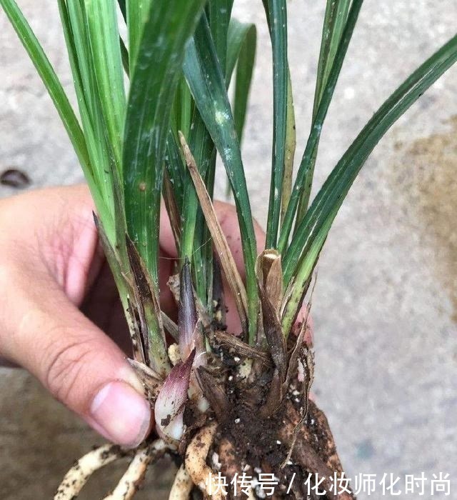 宜少|养兰花就一点,养好根就长得旺,其中配土、施肥是重点