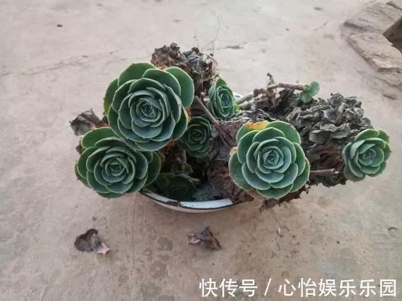 路边一堆“名贵花”,丢人也要捡,捡回家养2个月就开花!