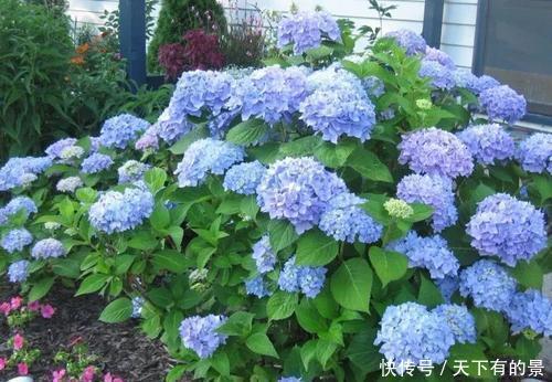 浇水|养绣球花有“三忌”，难怪黄叶开花少，大部分花友都做错了