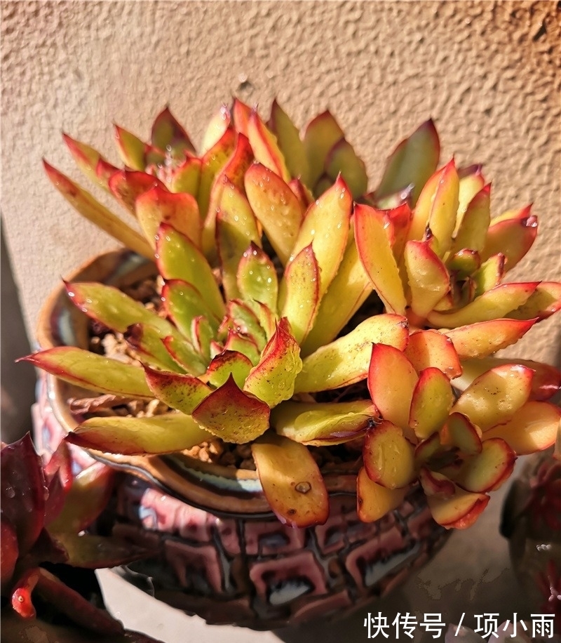 天下养肉人都一样贪